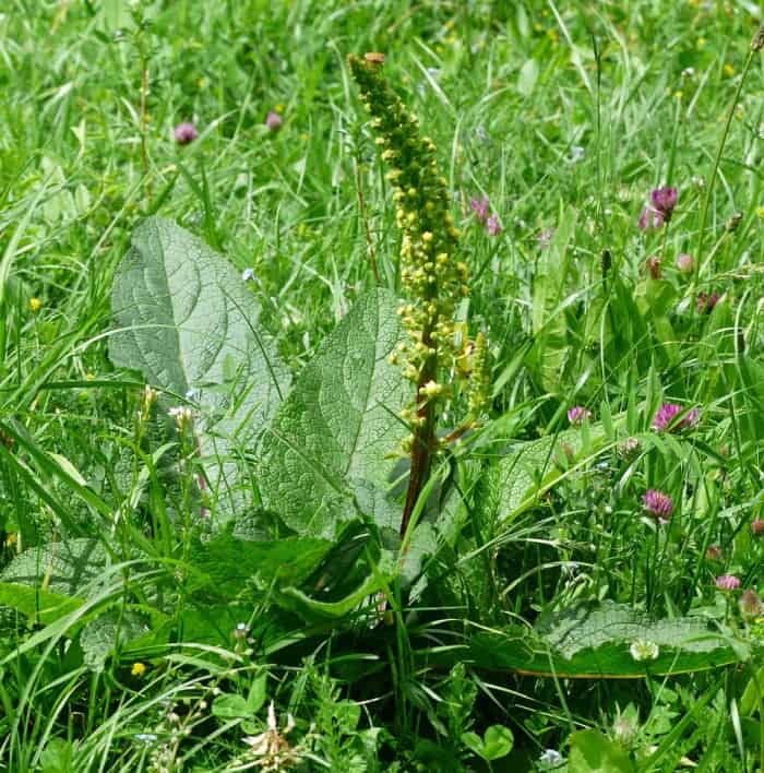 black mullein