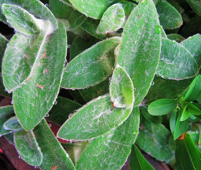 lamb's ear