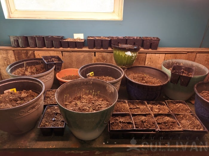 fruit tree seeds in indoor containers