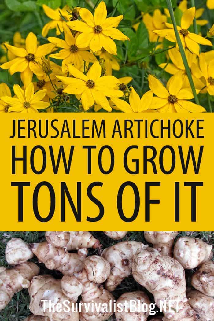 Jerusalem artichoke Pinterest image