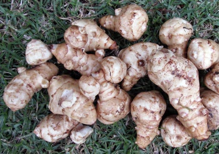 Jerusalem artichoke tubers