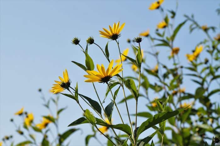 Jerusalem artichoke