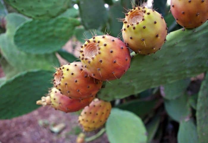 prickly-pears