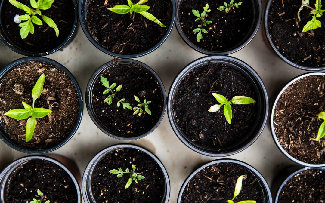 From Grocery to Garden: 40 Plants You Can Regrow from Scraps