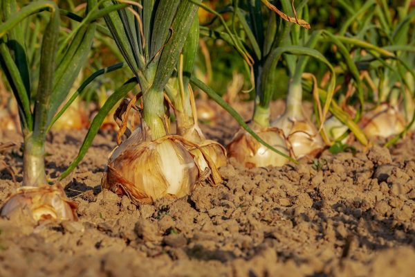 Onions growing in the ground