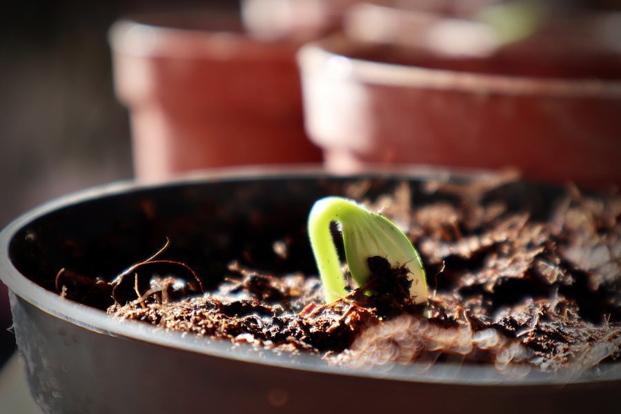 A seedling just popping out of the soil because someone knew when to start seeds indoors.