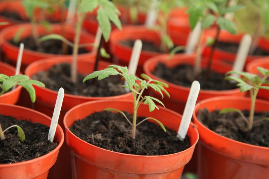 Seedlings in red pots