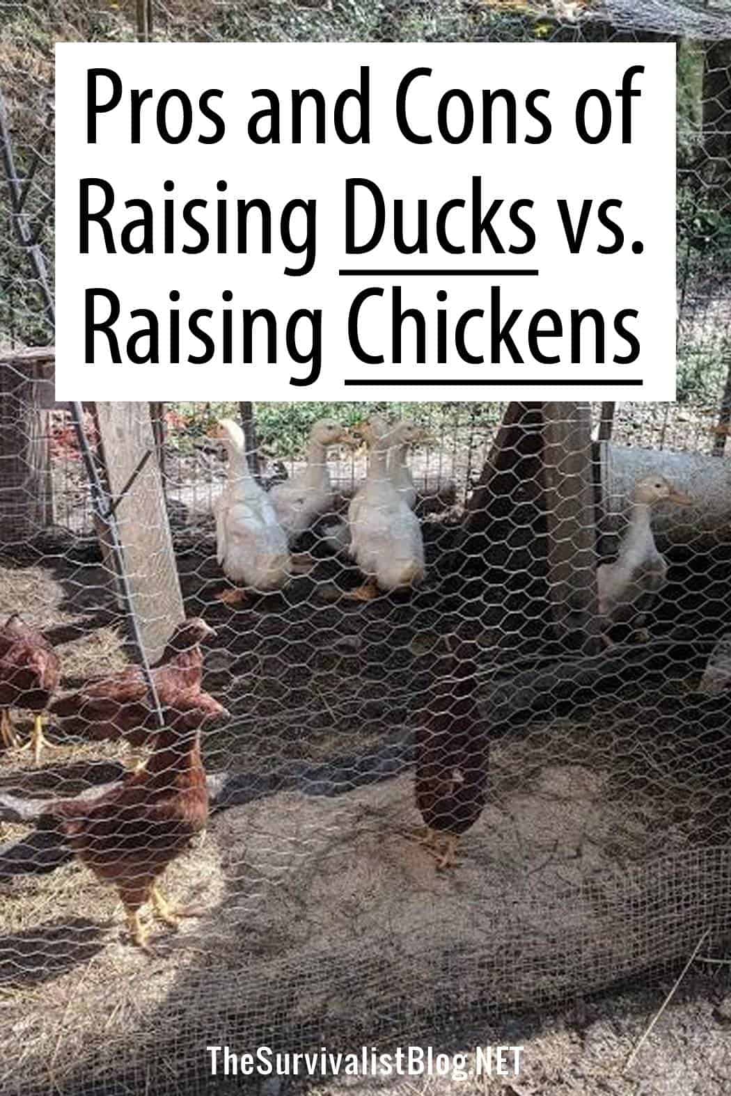 raising ducks vs. chickens pinterest image
