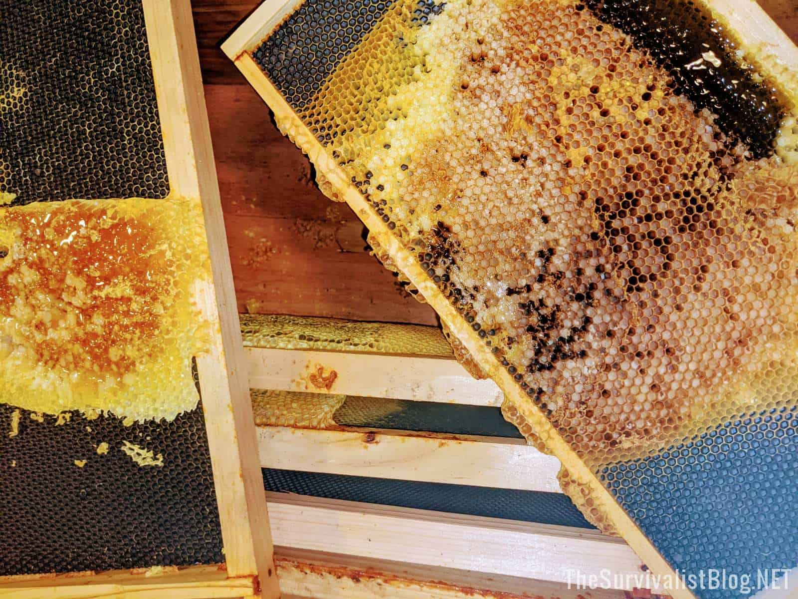 honeycombs and beehive frames on top of open beehive