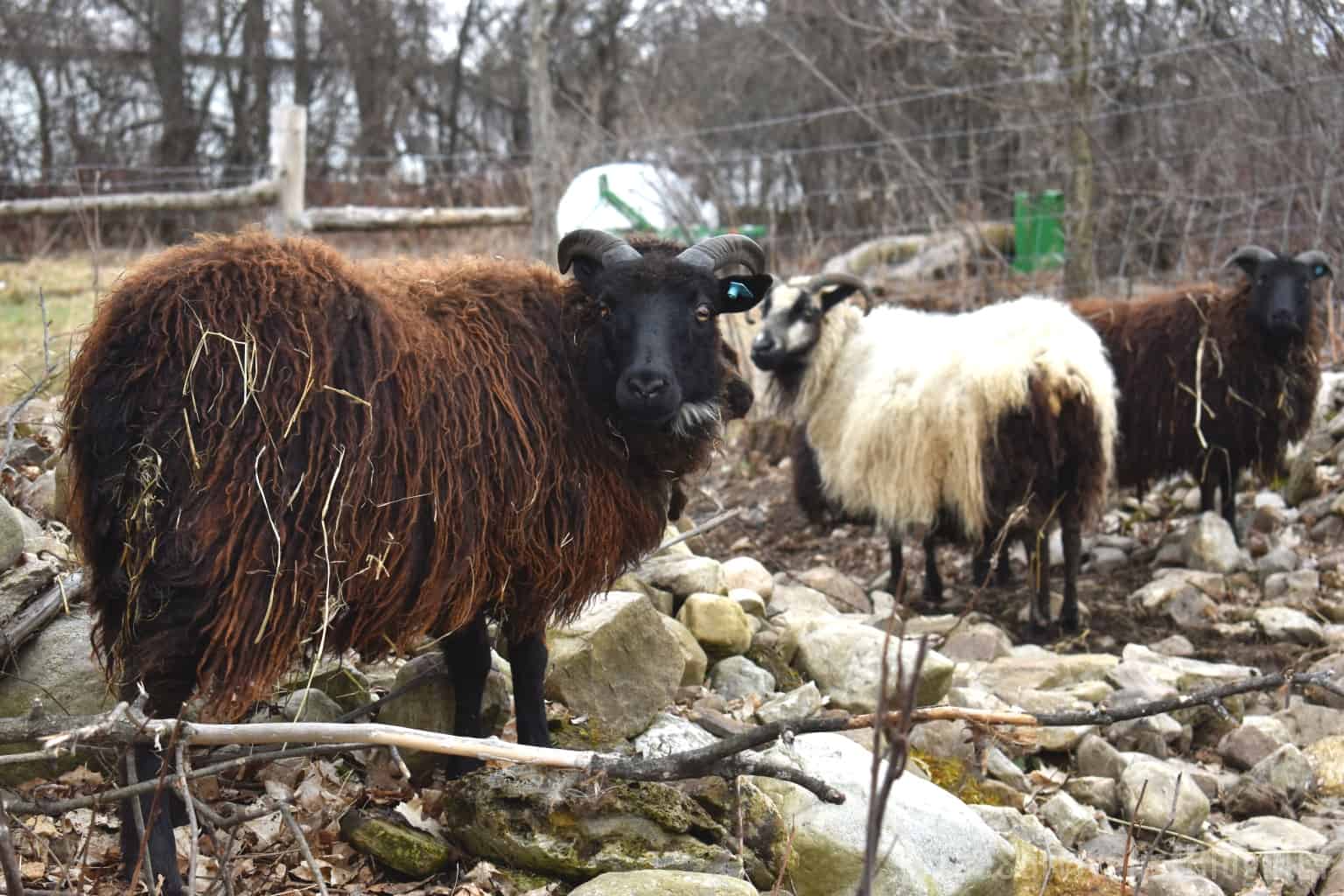 three Icelandic sheep on the homestead