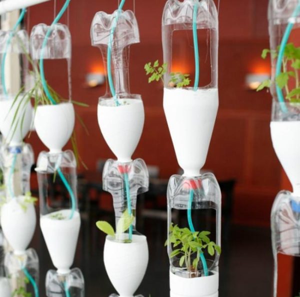 plastic bottles used as greenhouse