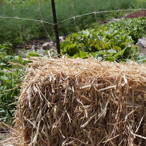 straw bales used as garden beds