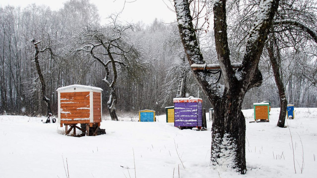 beehives in winter