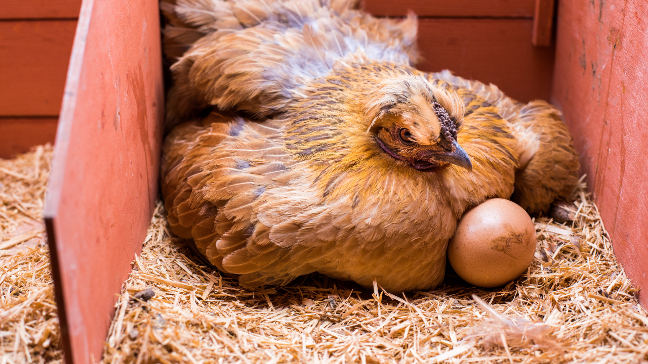 chicken sitting on her eggs