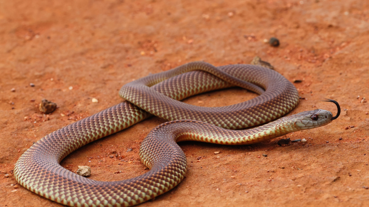 King Brown Snakes