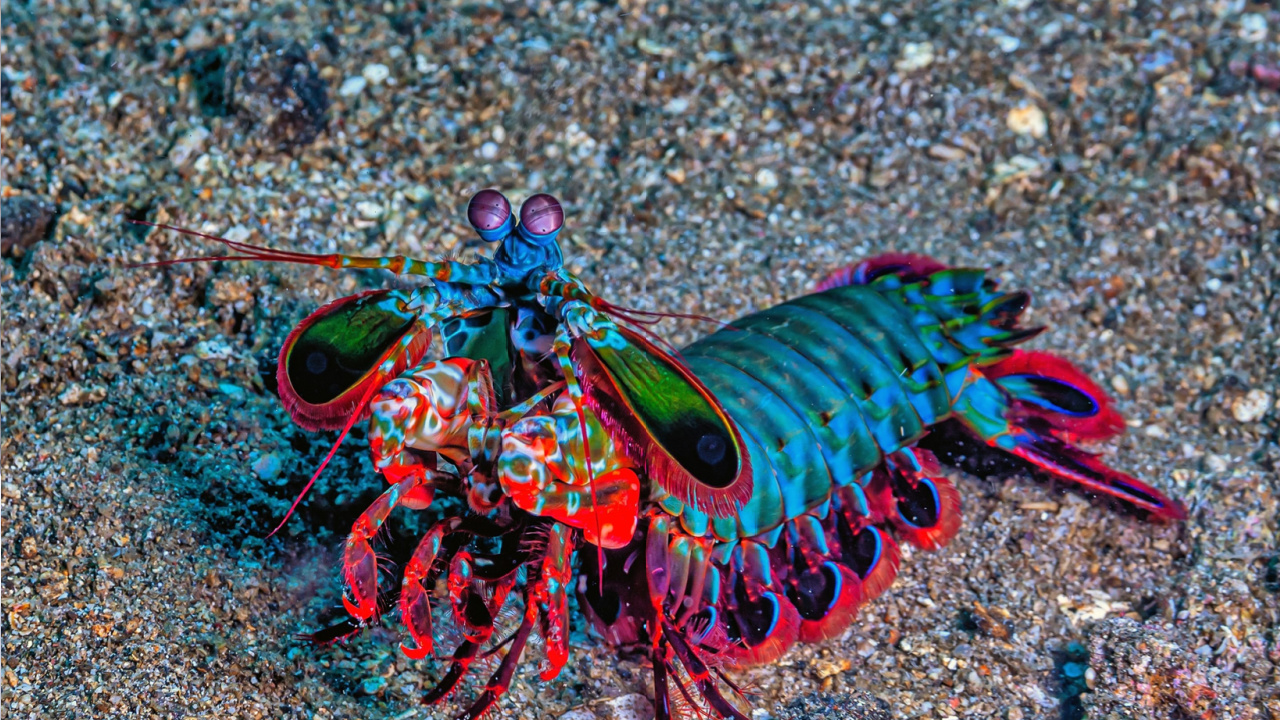 Peacock Mantis Shrimps