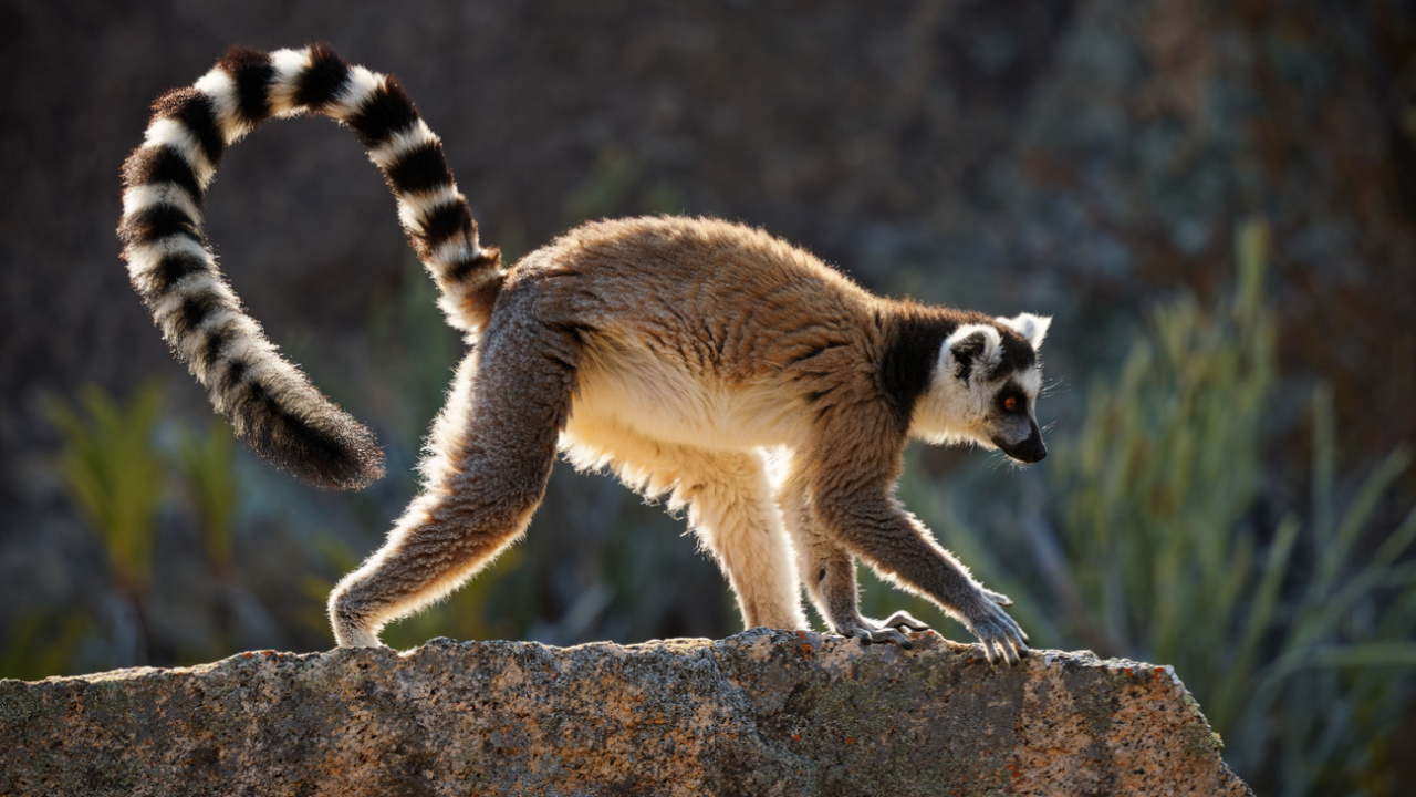 Ringtail Lemurs