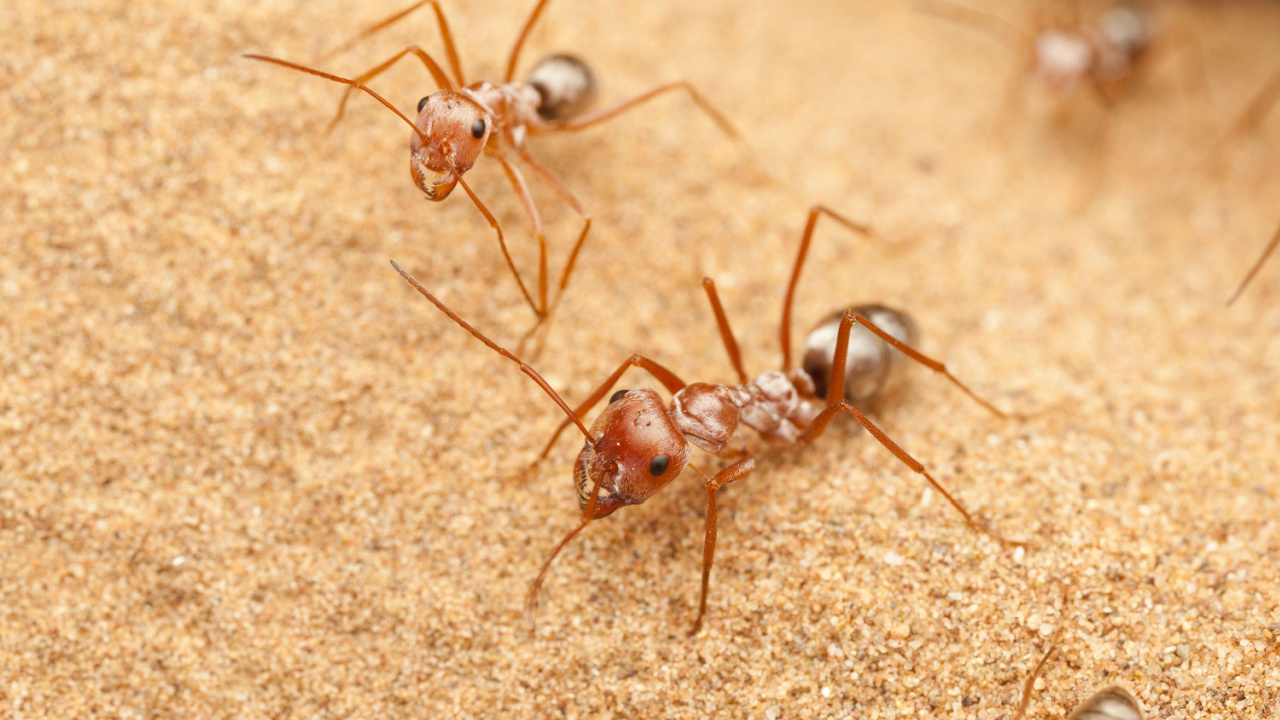 Saharan Silver Ants