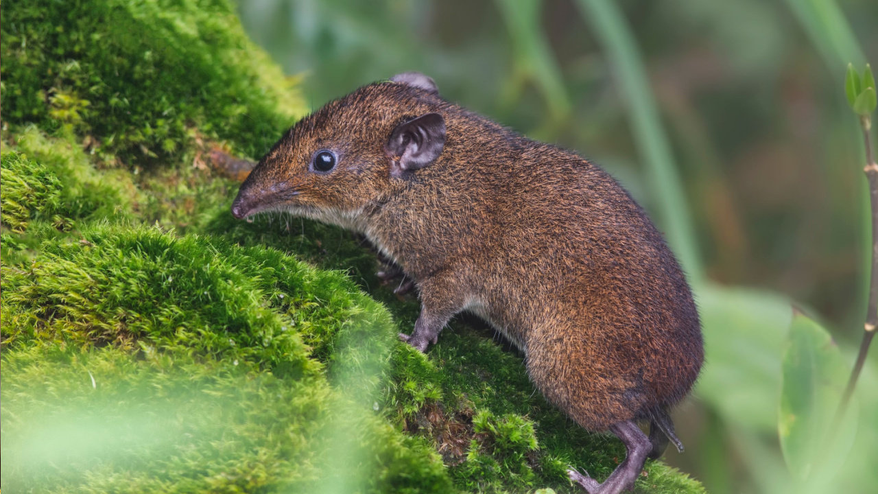 Southern Short-Tailed Shrew