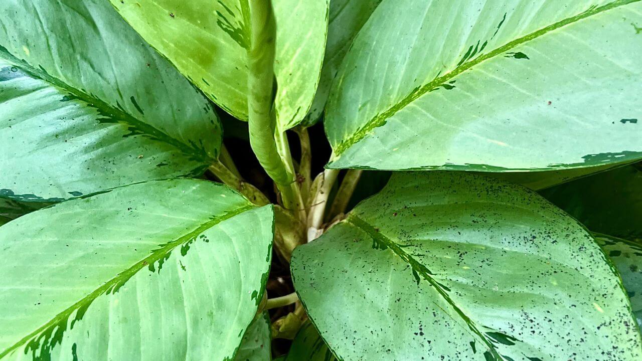 Chinese Evergreen