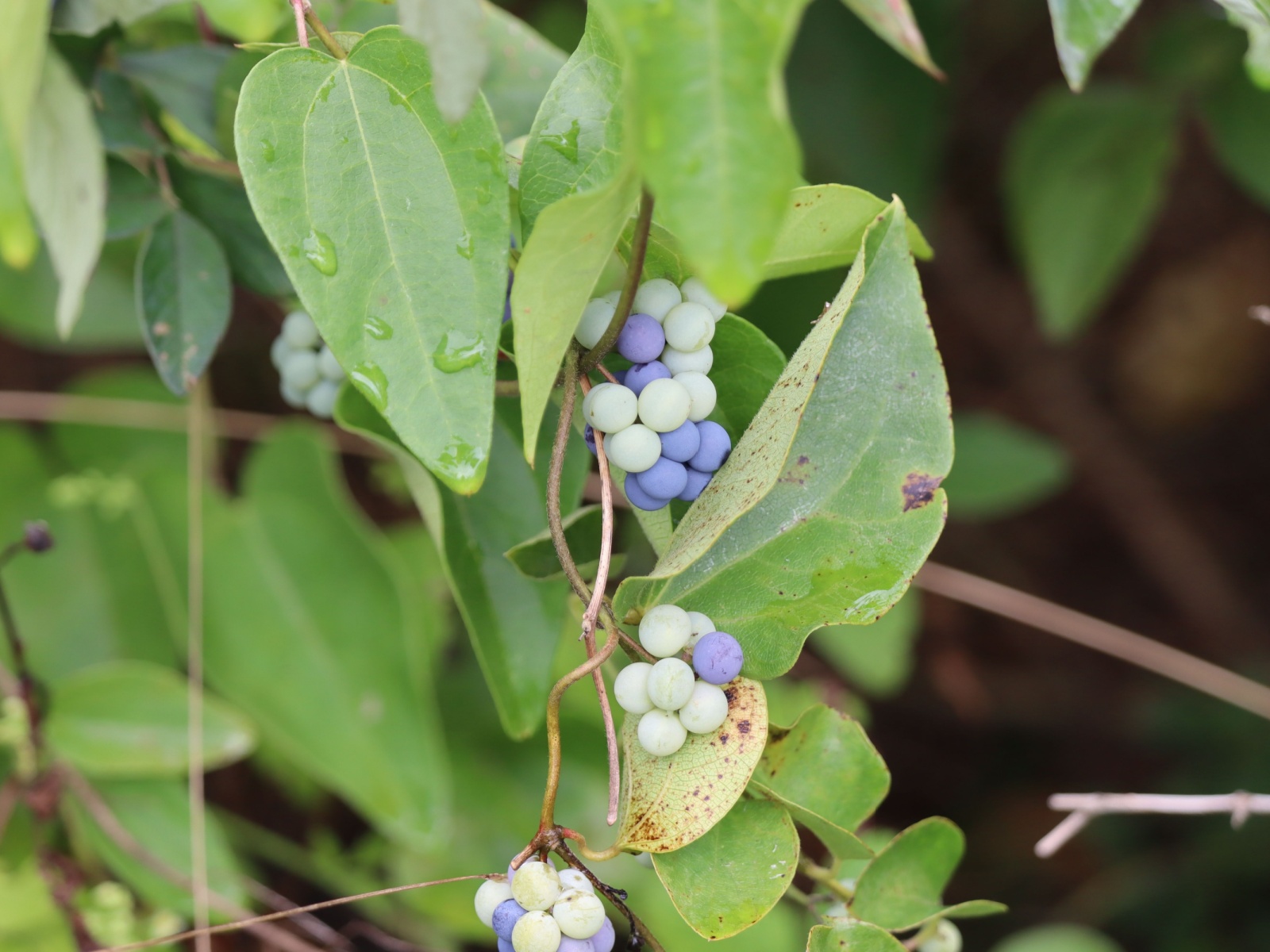 accidental poisoning foraging berries