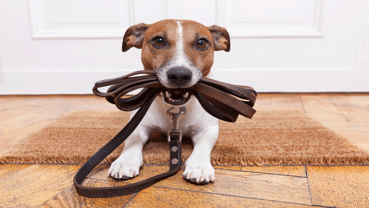 dog-with-leash