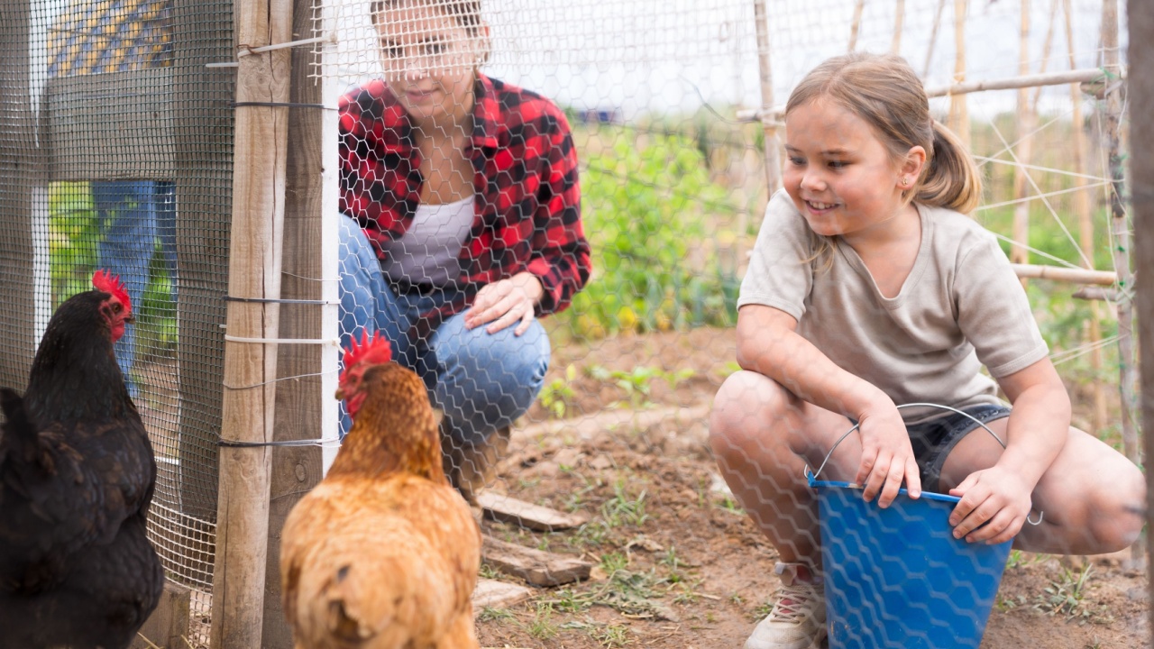 Smiling young woman with little girl feeding poultry in aviary at allotment, Arsenic