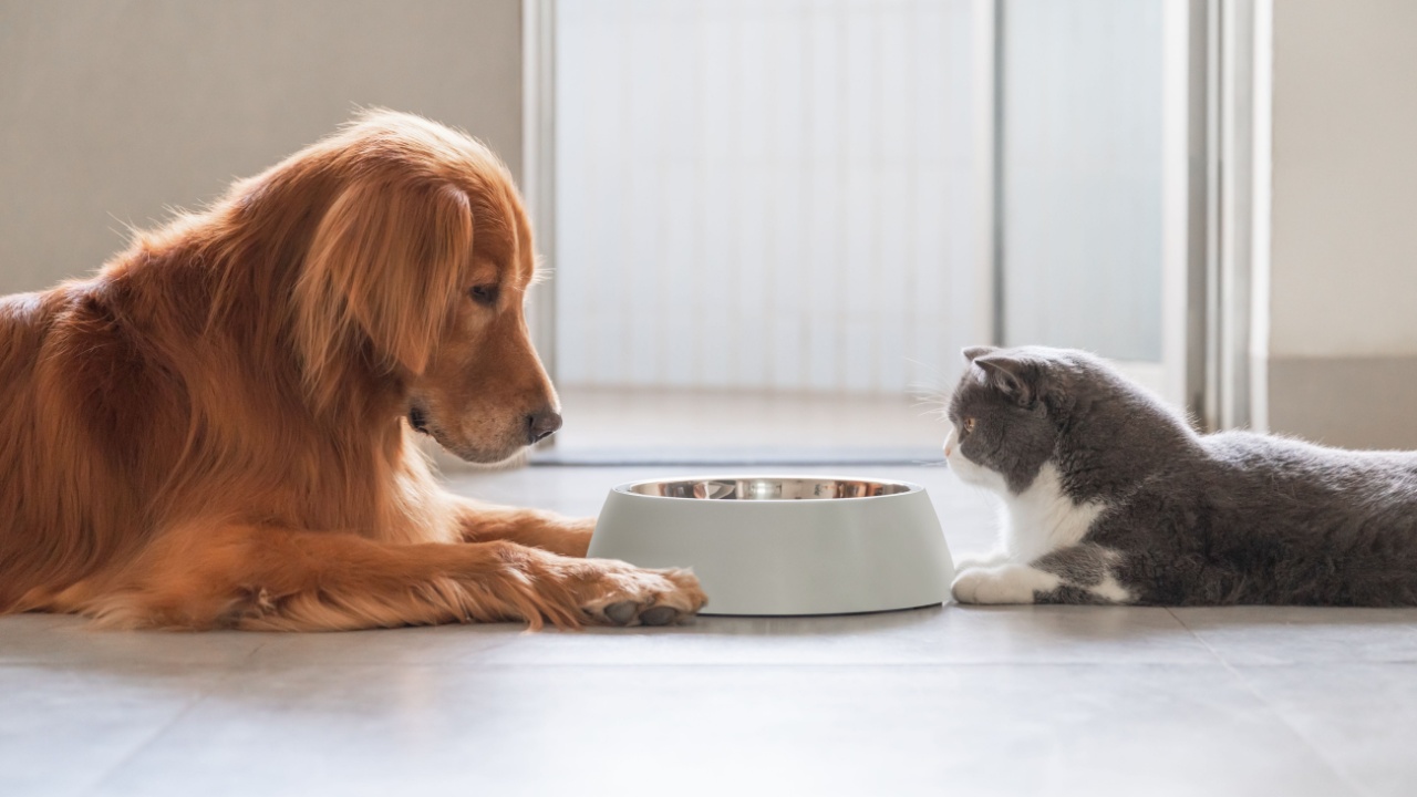 dog and cat looking at food bowl