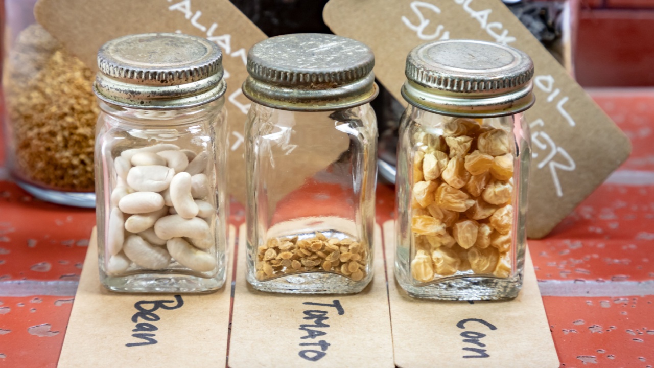 Heirloom Seeds being Preserved in Glass Jars