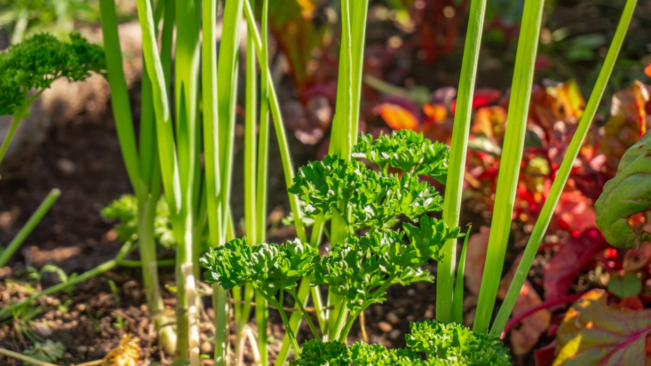 Parsley herb and spring onions growing in a companion planting permaculture garden bed