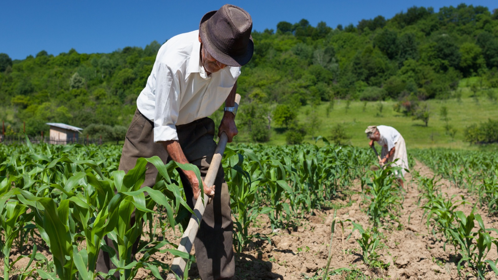 Family of rural workers weeding on the corn field with the forest in the background, using a hoe