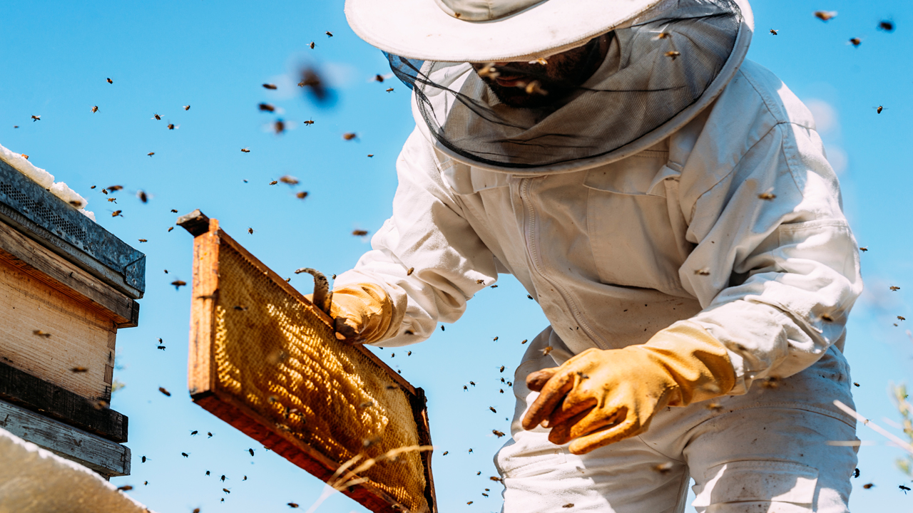 Beekeeper,Working,Collect,Honey.,Beekeeping,Concept.