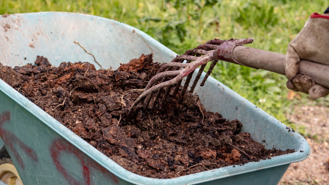 organic bio natural fertilizer in a wheel barrow with pitchfork