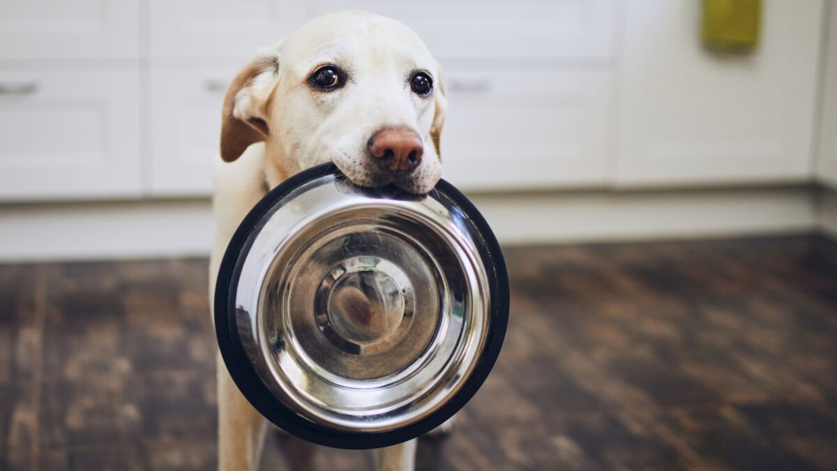 dog carrying a food bowl