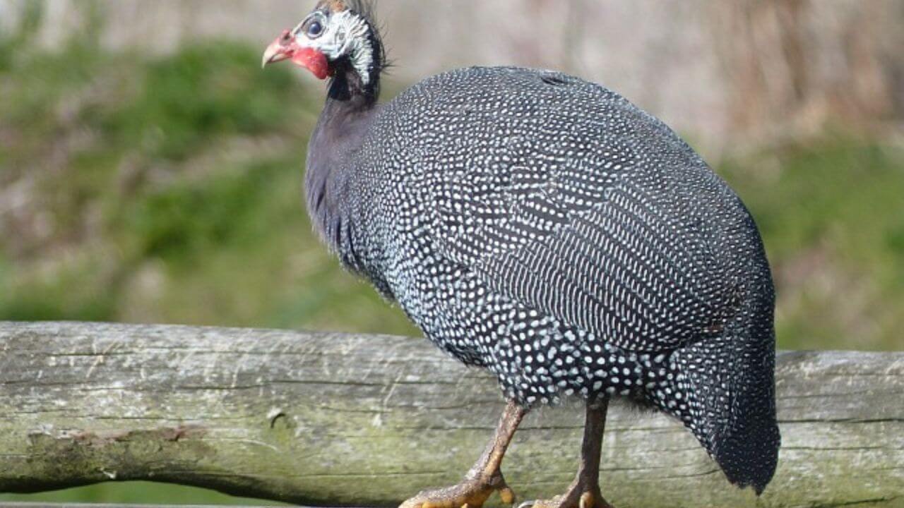 Guinea Fowl Dale