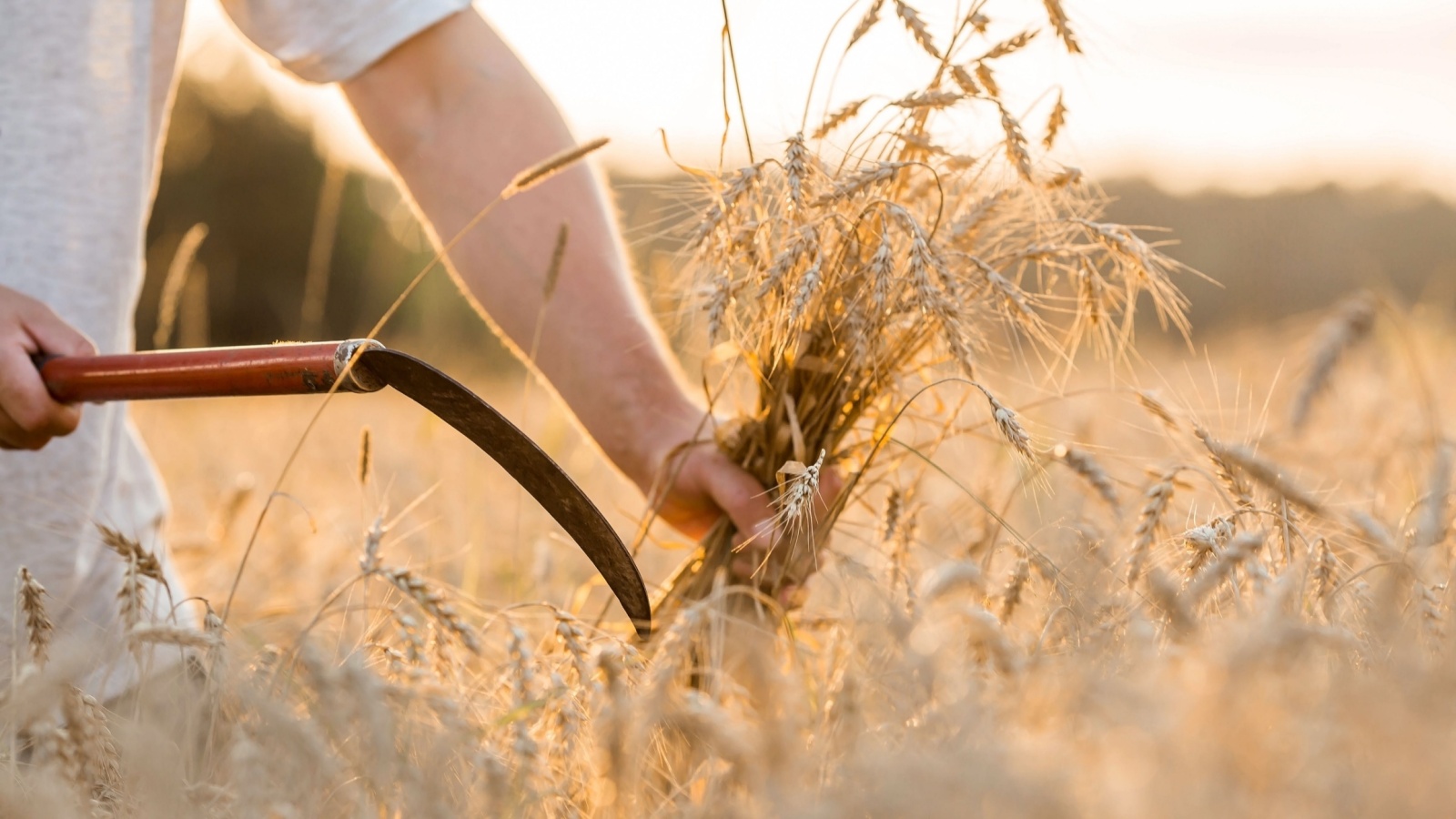 farmer using a Sickle in a field