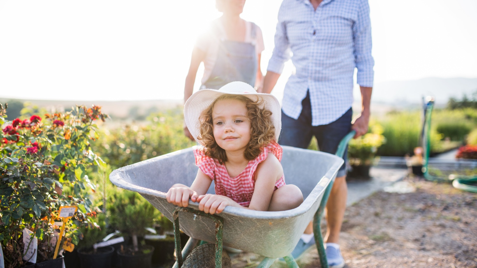 young girl sitting in a wheelbarrow pushed by a man in a field