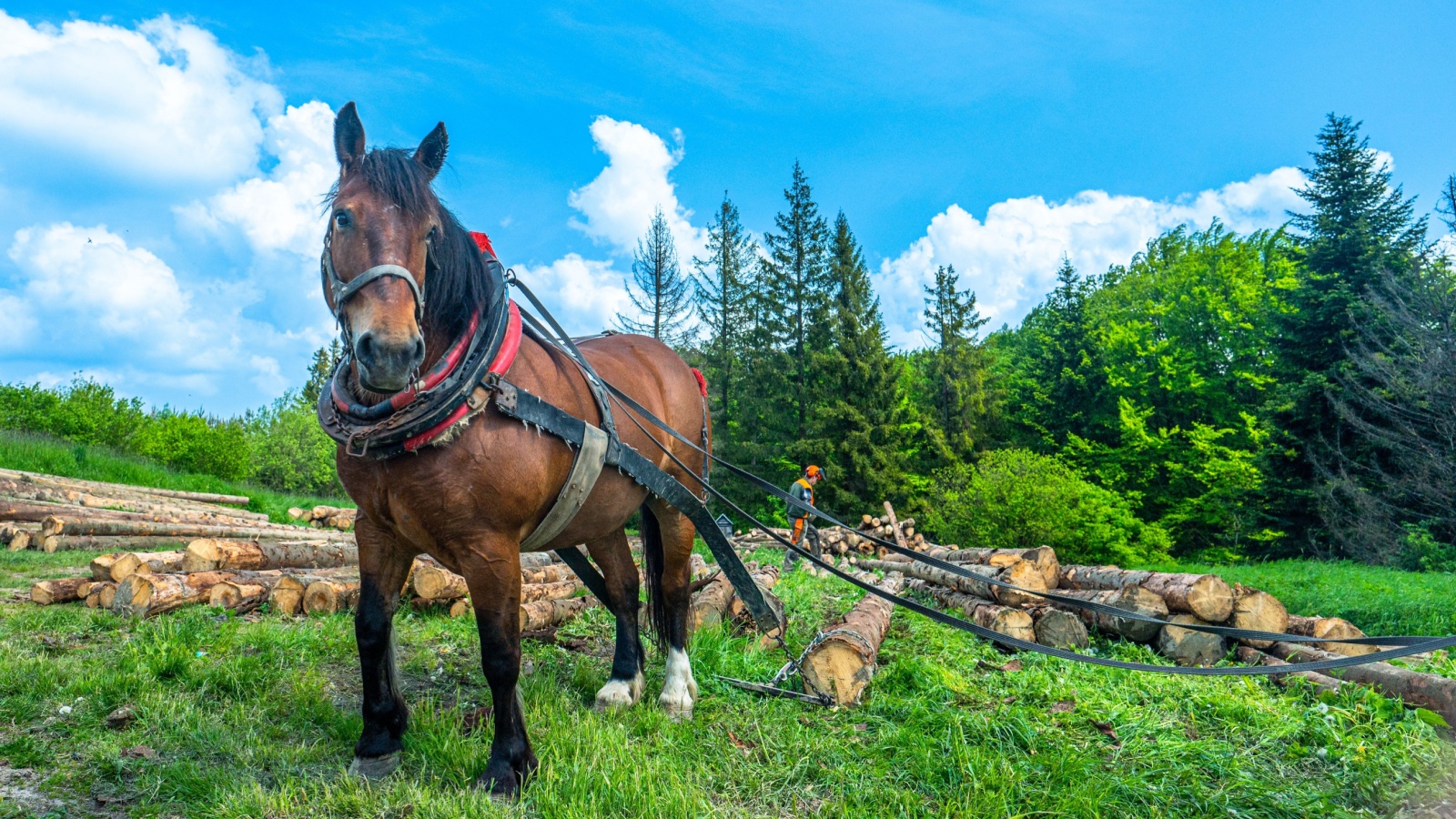 Horse in a field pulling farm equipment