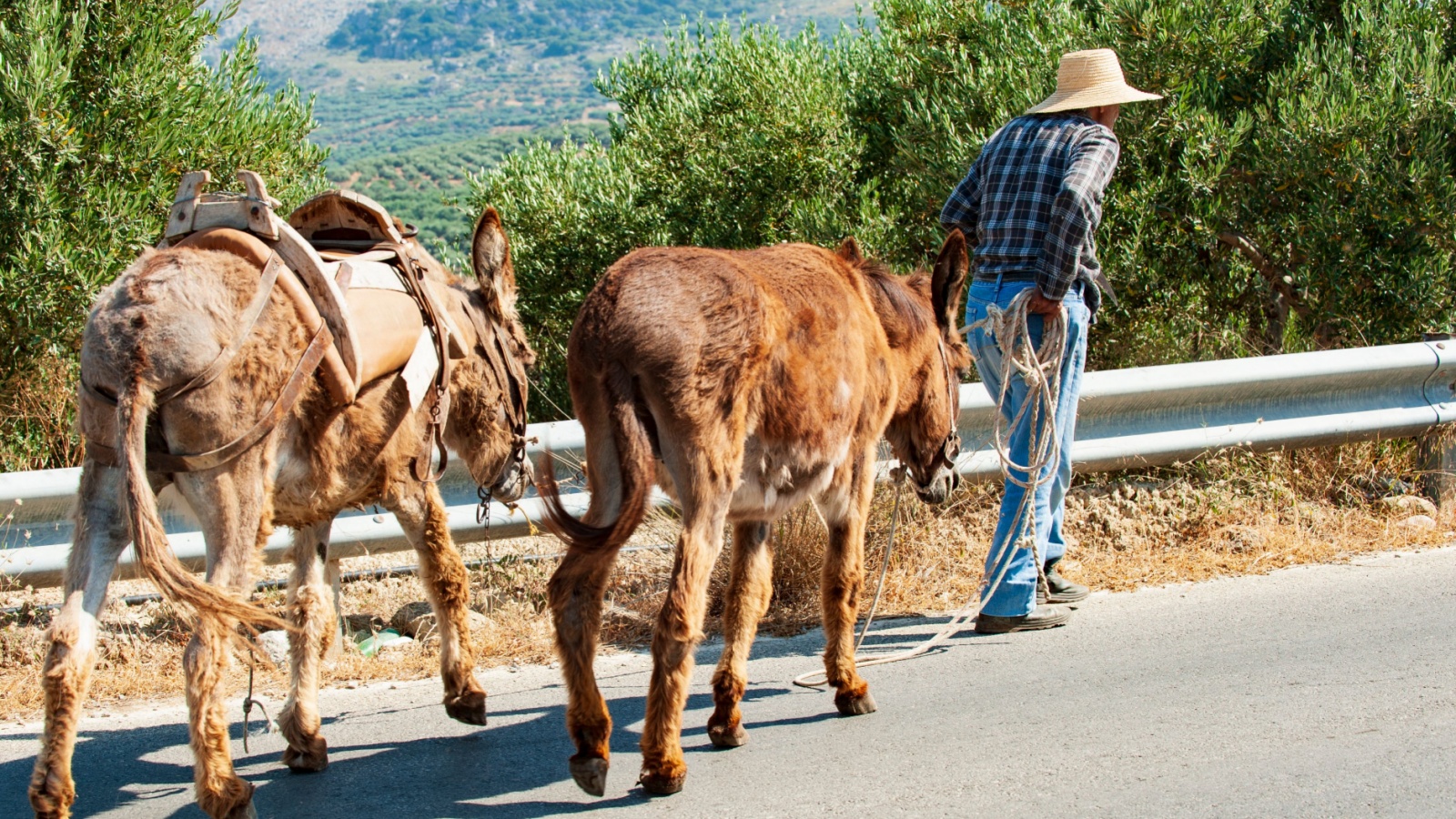 Donkeys walking up a hill with a man