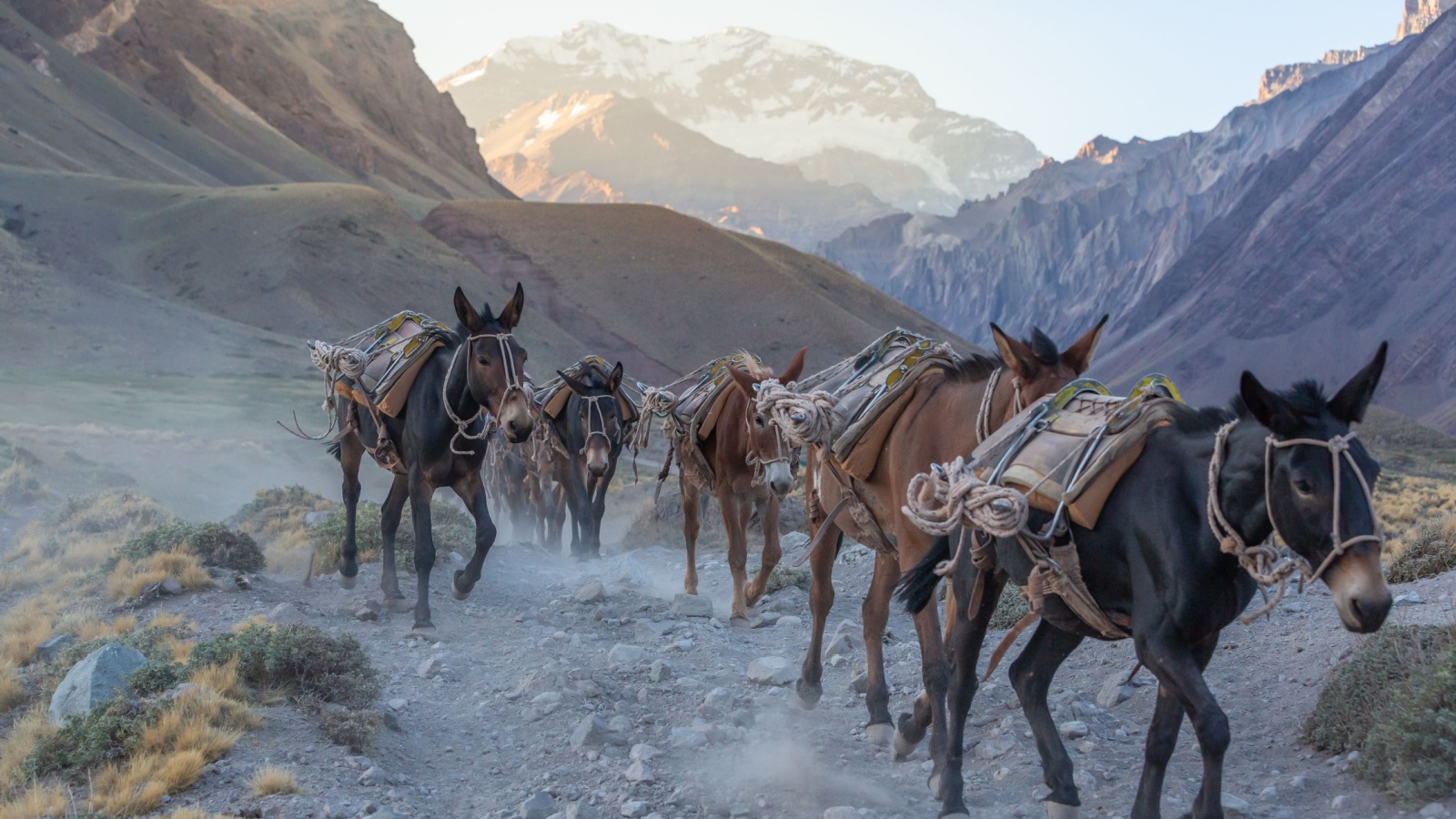 A herd of Mules running up a hill