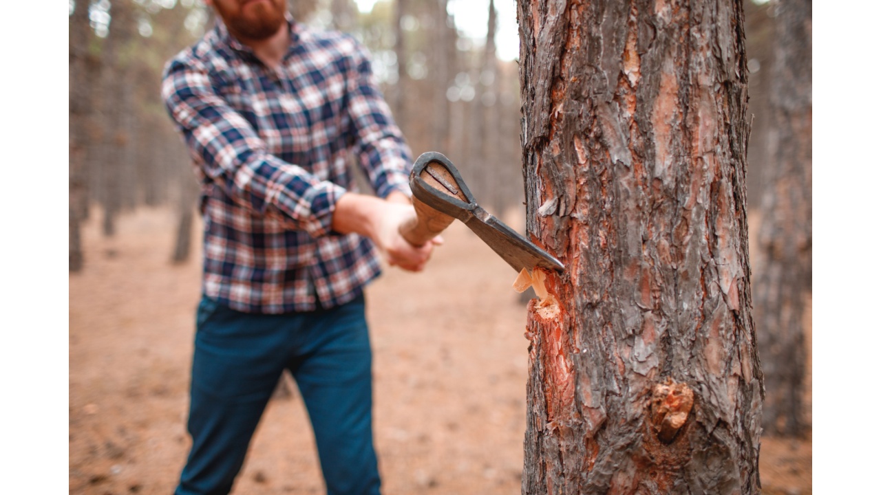 Man chopping a tree with an axe