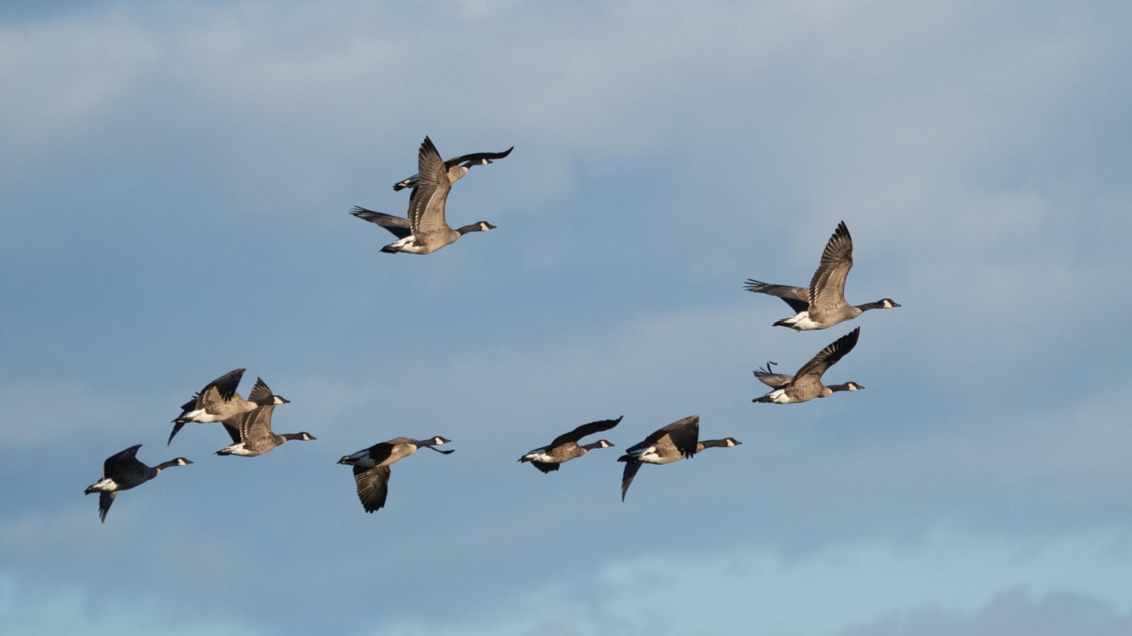 Geese birds flying over head