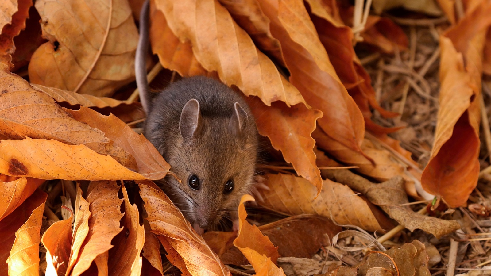 A small mouse in a field