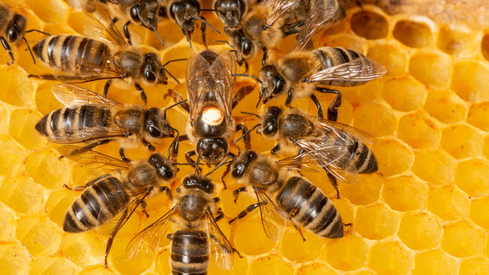 the queen (apis mellifera) marked with dot and bee workers around her - life of bee colony