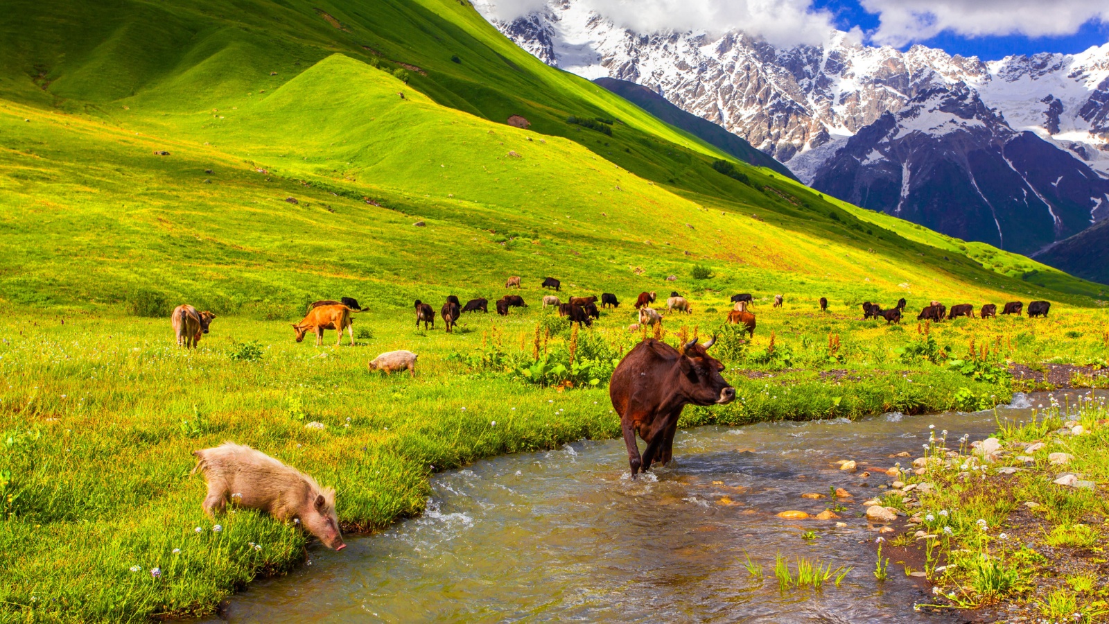 Cattle on the watering in the mountains. Summer sunny day