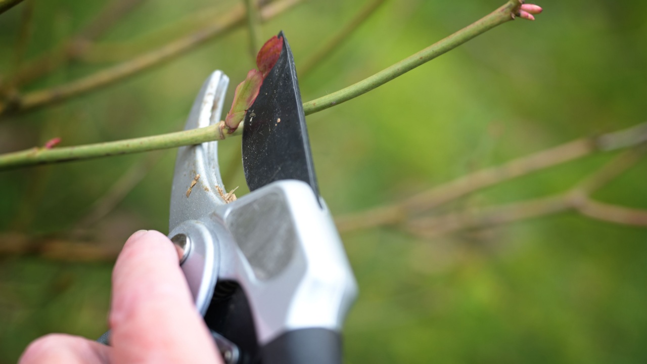 pruning shears