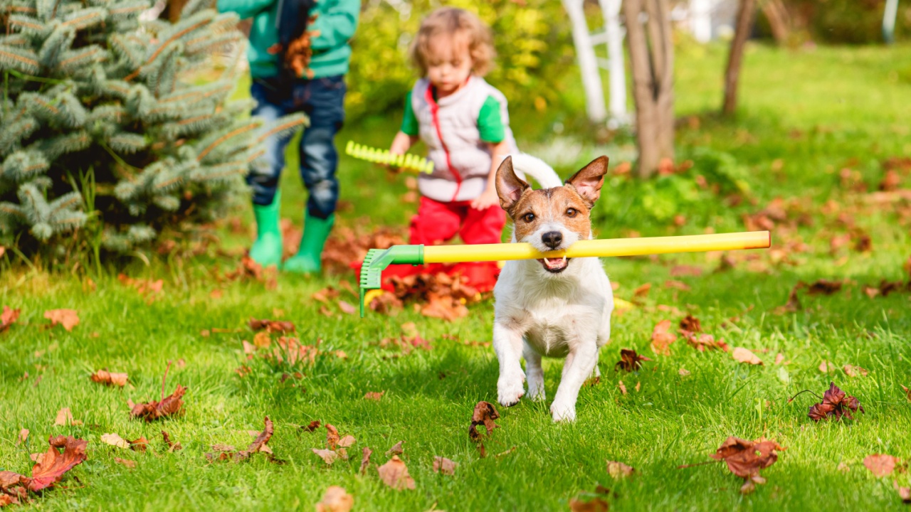 Family and pet dog clearing leaves in garden using a rake