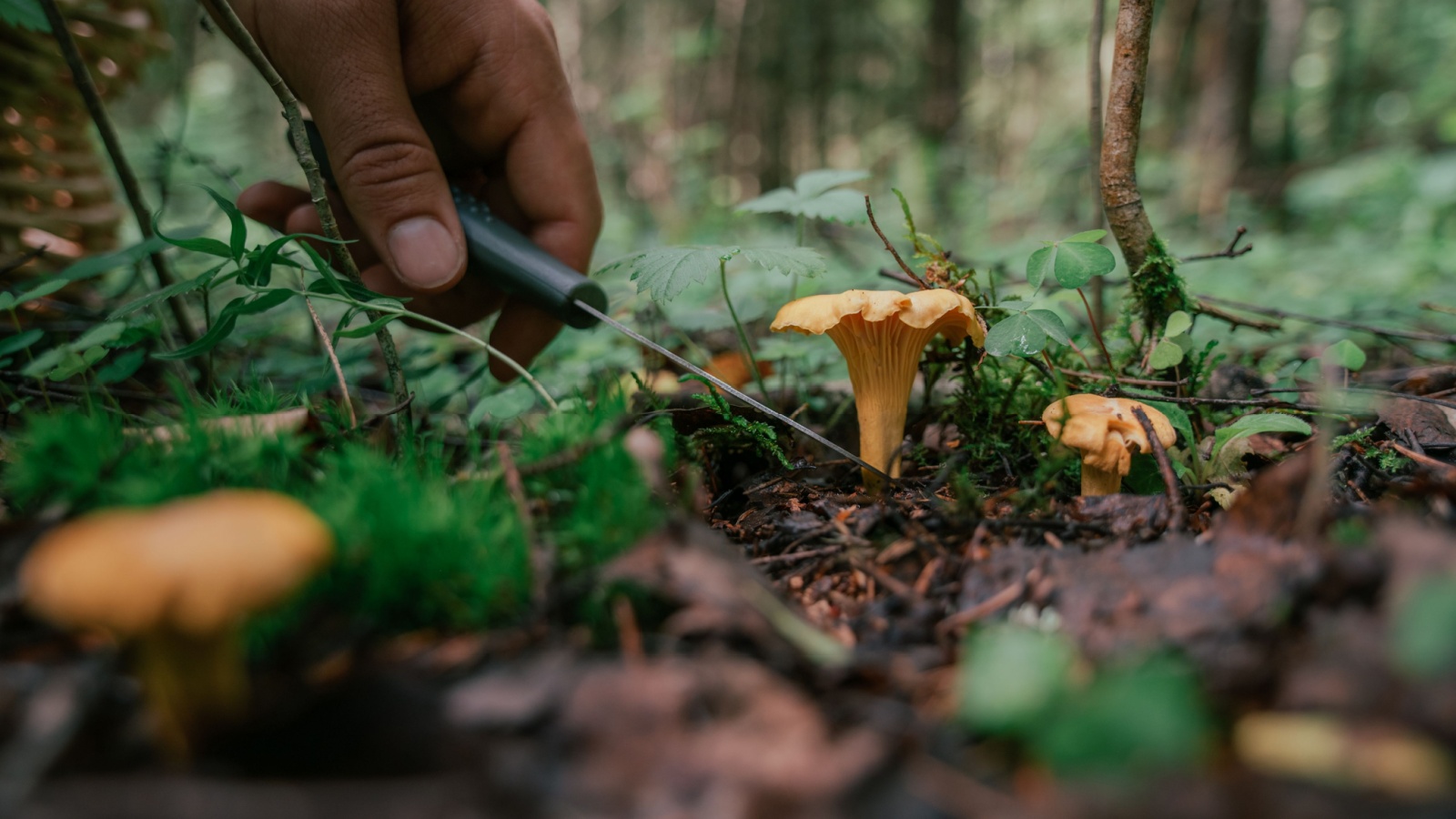 Mushroom picking in season. Edible forest mushrooms, chanterelles grow in the grass, foraging