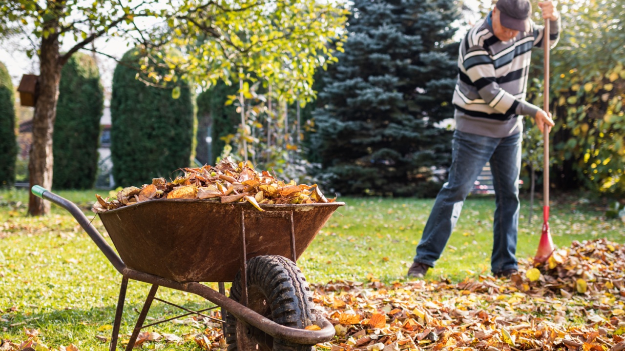 Wheelbarrow with fallen leaves. Senior man raking leaf from lawn in garden. Autumn gardening. Gardener cleaning backyard