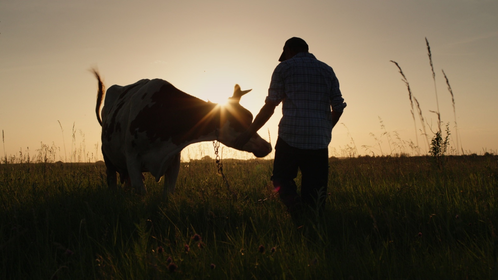 Farmer leads his cow through the meadow at sunset.respect wildlife